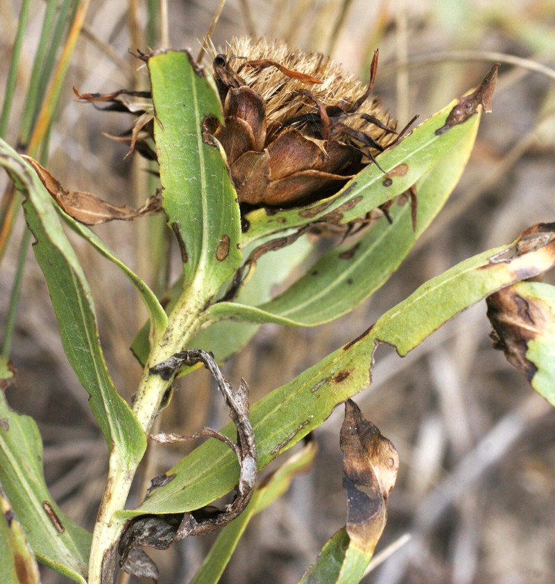 Leafy False Goldenweed photo 4