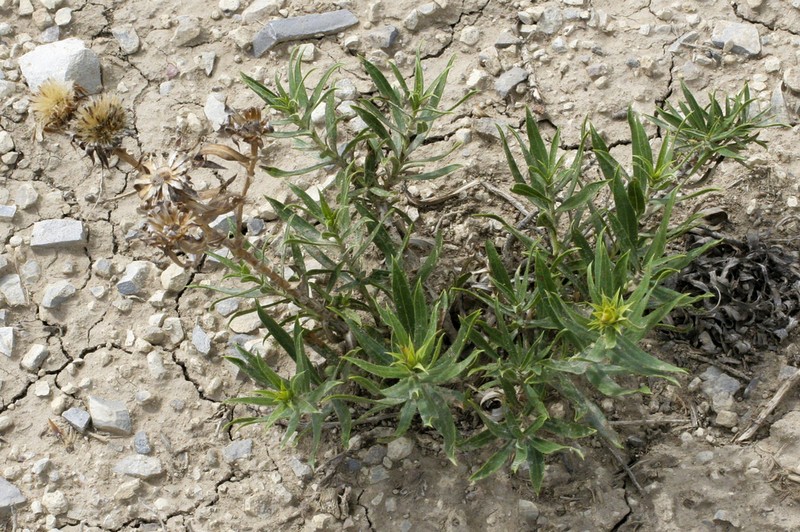 Leafy False Goldenweed photo 5