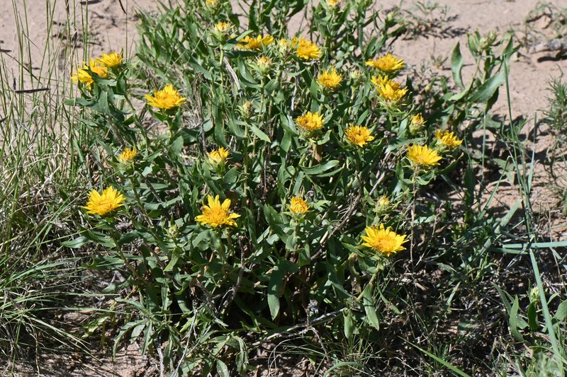 Leafy False Goldenweed photo 6