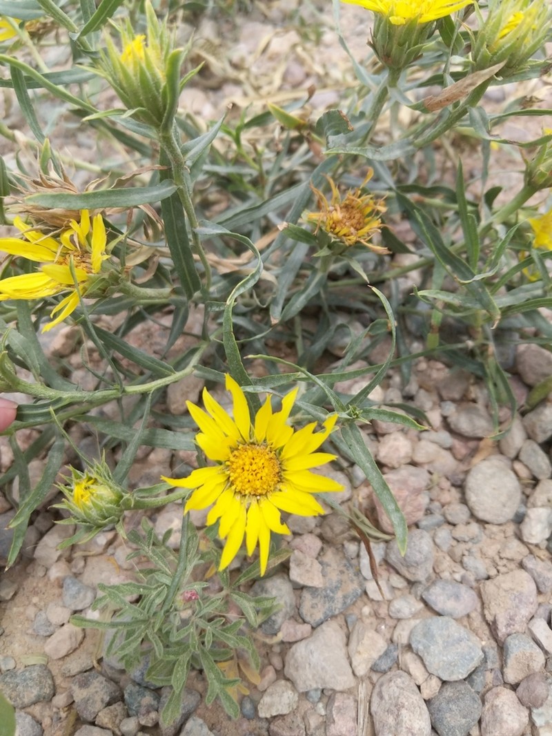 Leafy False Goldenweed photo 7