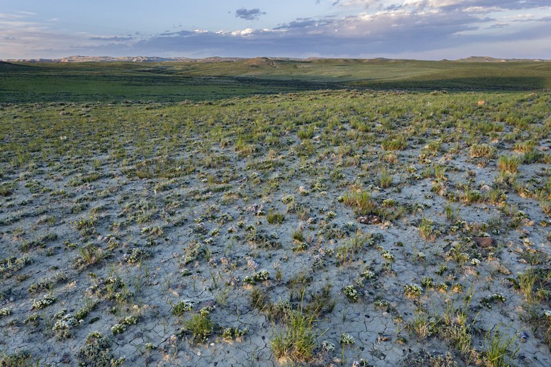 Branched False Goldenweed photo 3