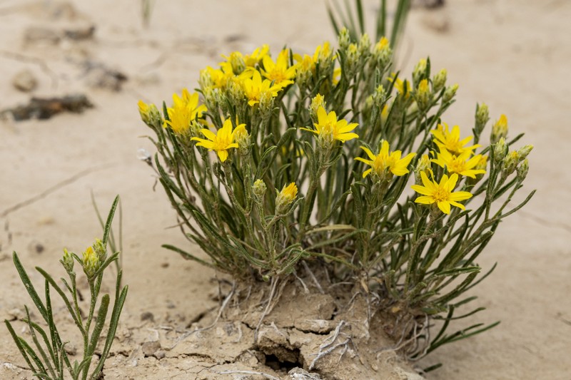 Branched False Goldenweed photo 4