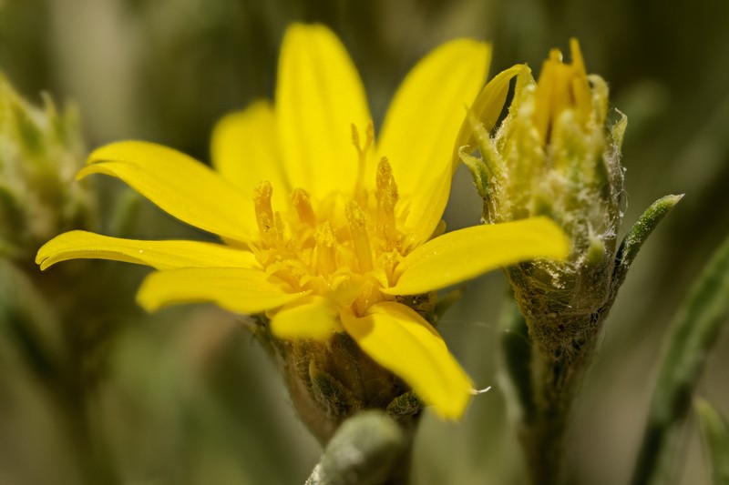 Branched False Goldenweed