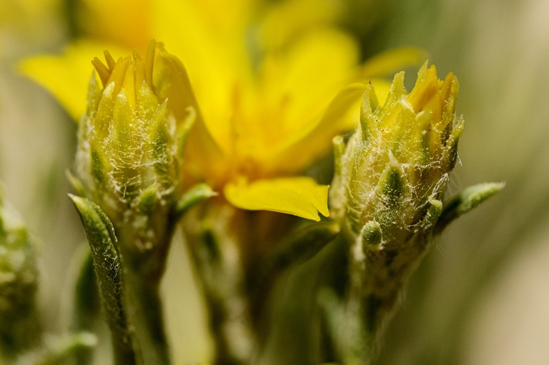 Branched False Goldenweed photo 5