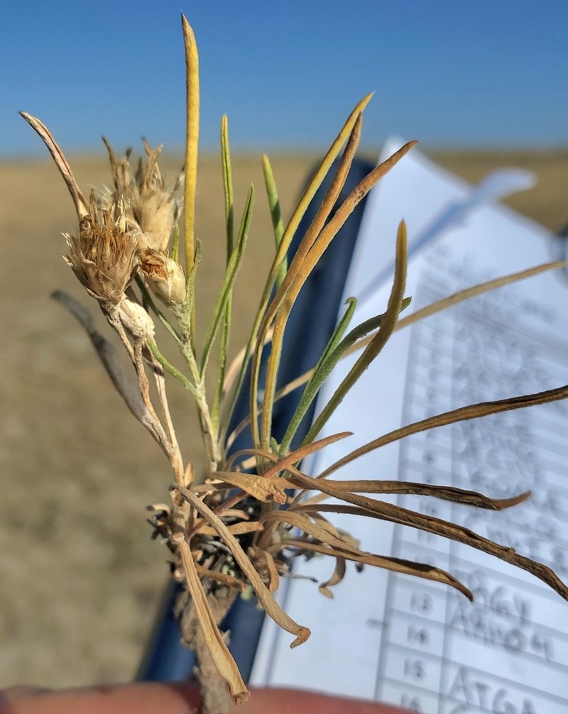 Branched False Goldenweed