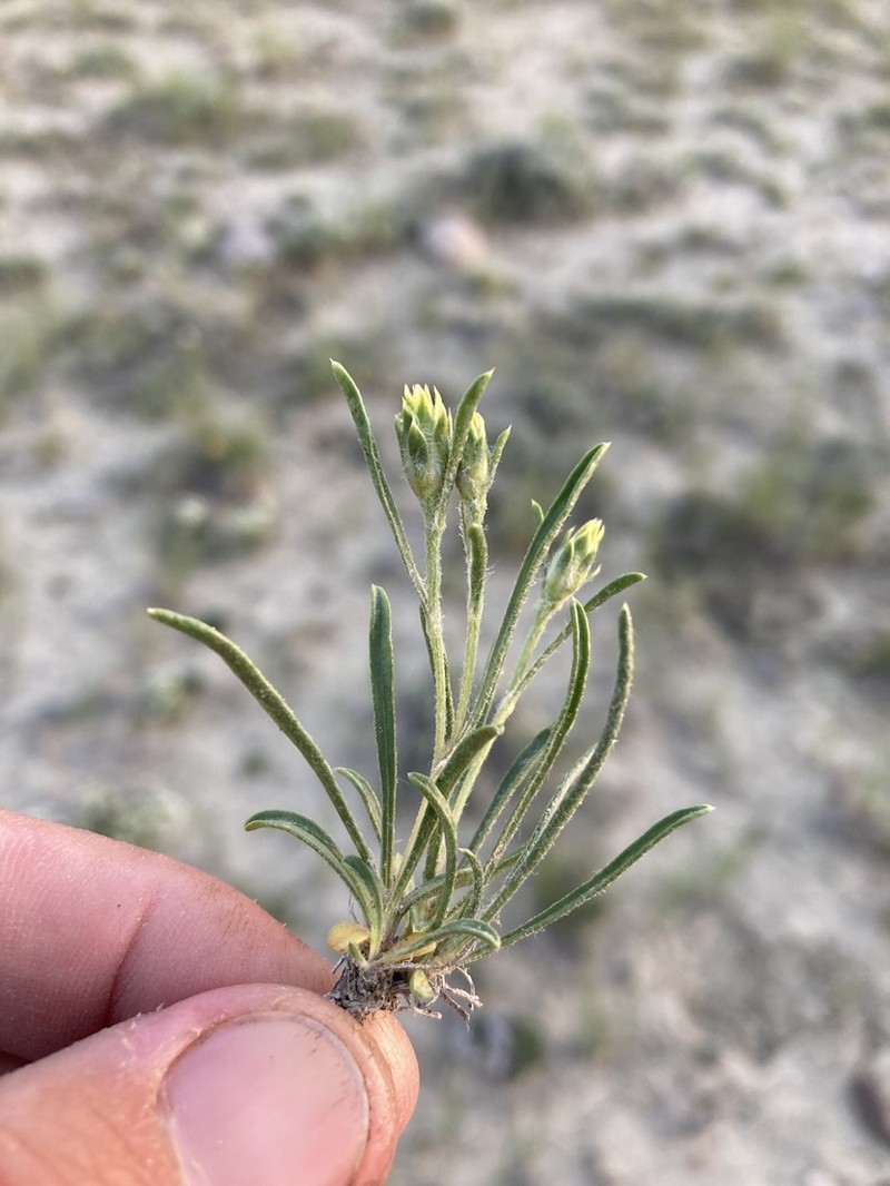 Branched False Goldenweed photo 3