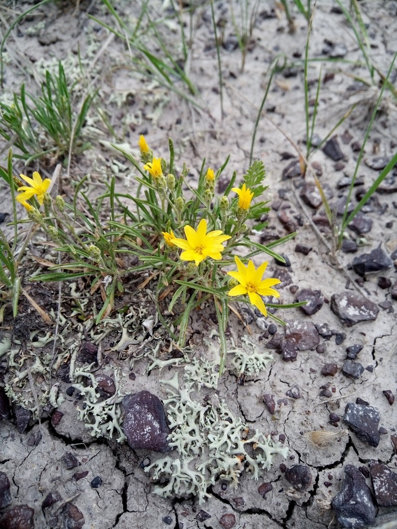 Branched False Goldenweed photo 4