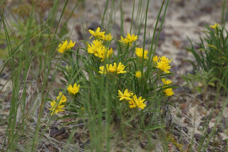 Branched False Goldenweed photo 5