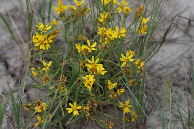 Branched False Goldenweed photo 6