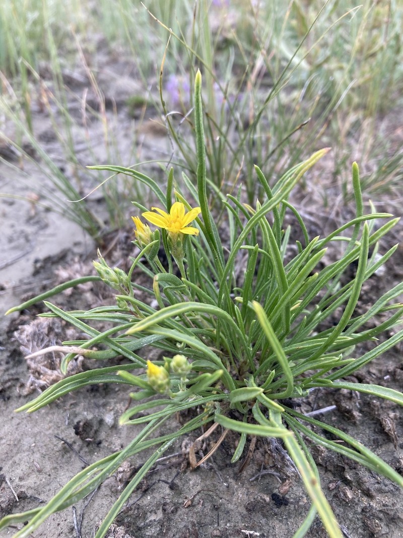 Branched False Goldenweed photo 7
