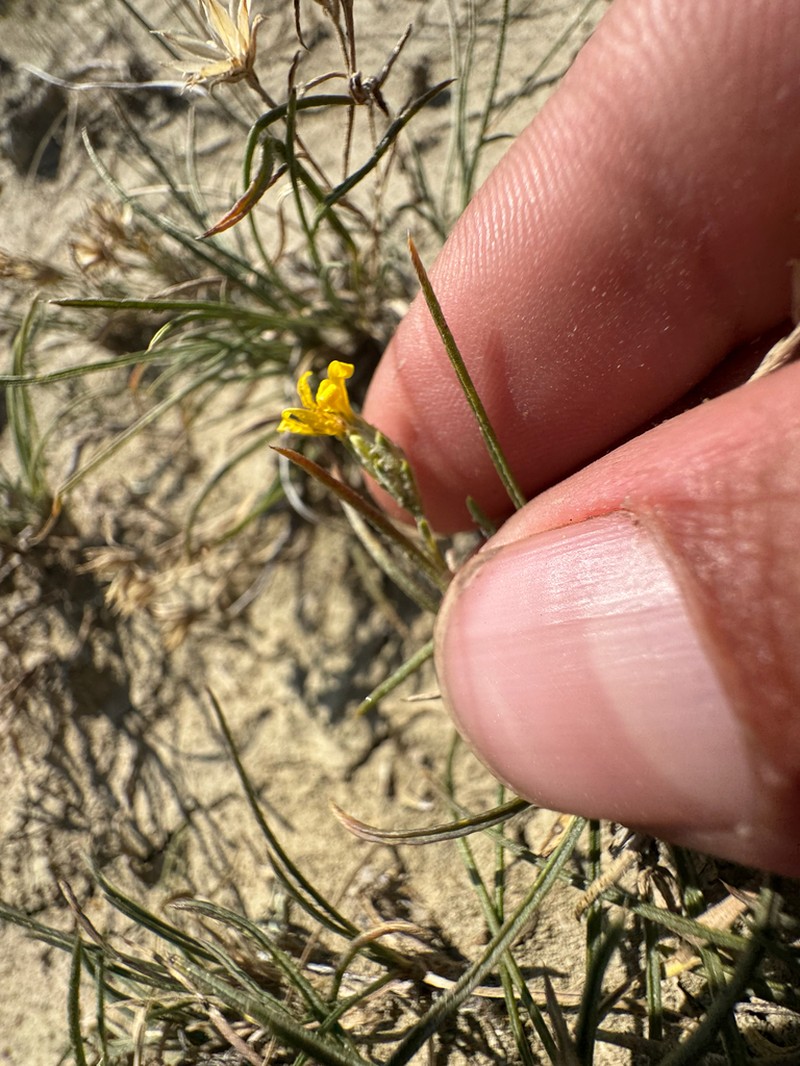 Branched False Goldenweed photo 8