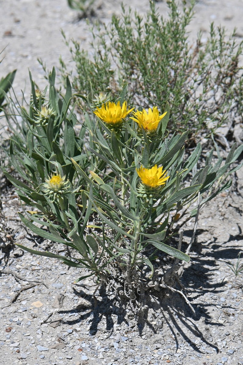 Oonopsis puebloensis