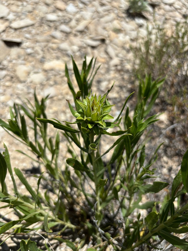 Oonopsis puebloensis photo 2
