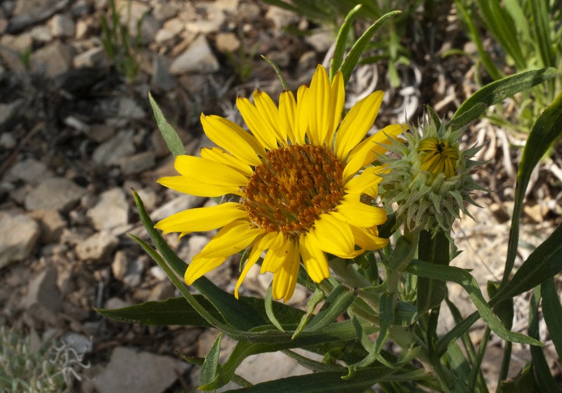 Oonopsis puebloensis photo 3