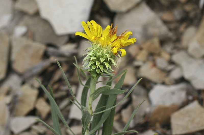 Oonopsis puebloensis photo 4