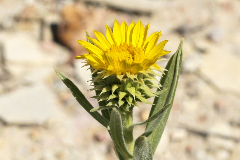 Oonopsis puebloensis photo 5