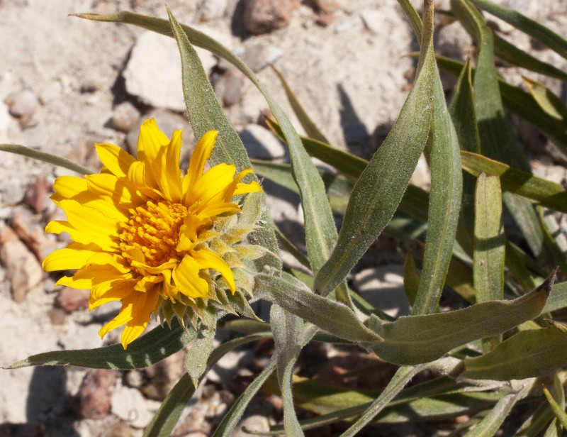 Oonopsis puebloensis photo 6