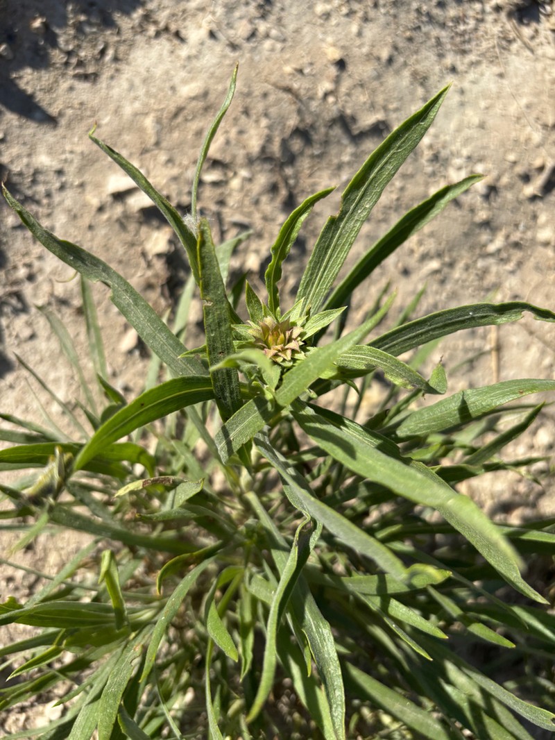 Oonopsis puebloensis photo 7