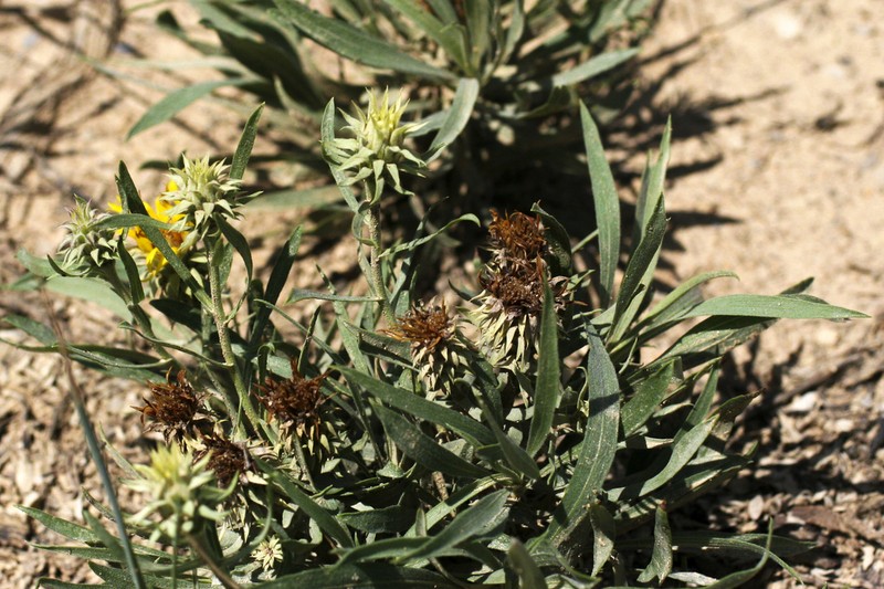 Oonopsis puebloensis photo 8