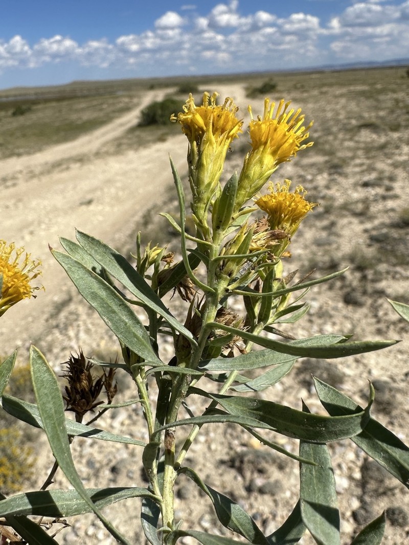 Ward's False Goldenweed