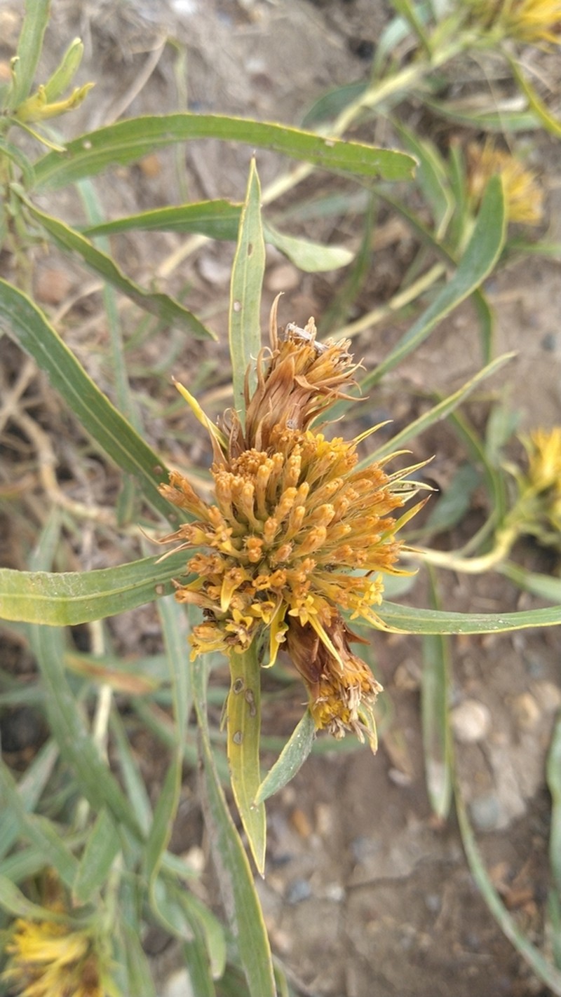 Ward's False Goldenweed photo 2