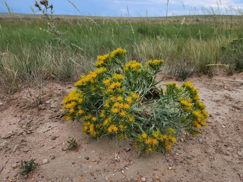 Ward's False Goldenweed photo 3