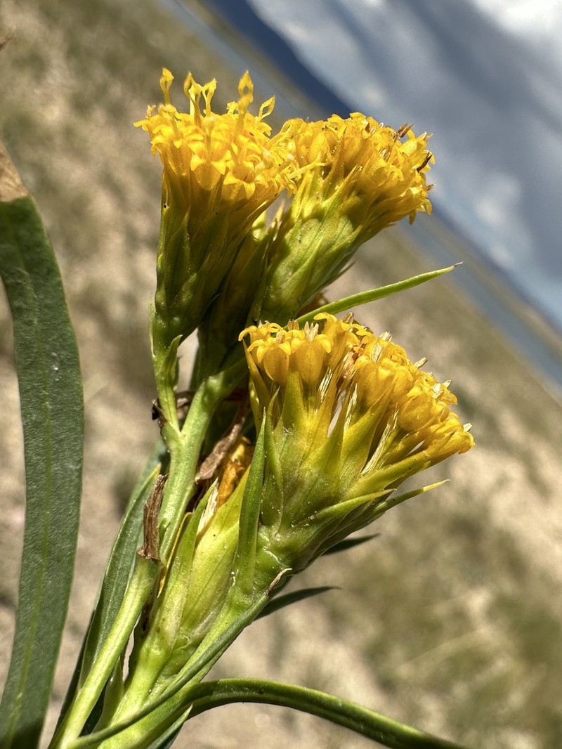 Ward's False Goldenweed photo 4