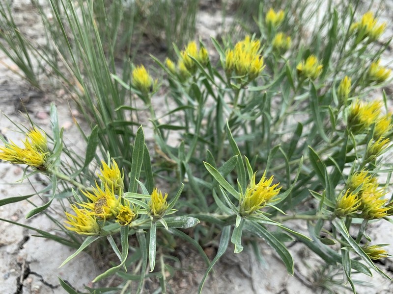 Ward's False Goldenweed photo 5