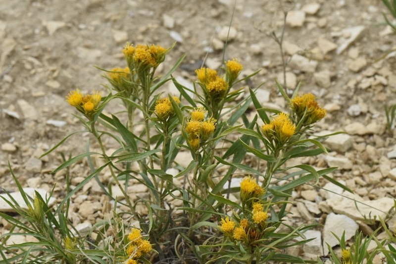 Ward's False Goldenweed photo 6
