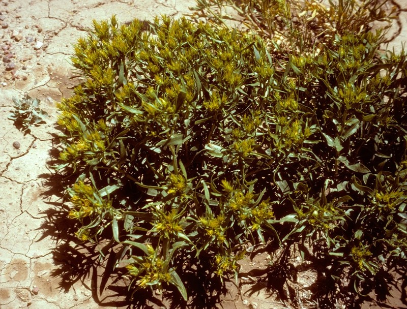 Ward's False Goldenweed photo 7