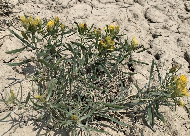 Ward's False Goldenweed photo 8