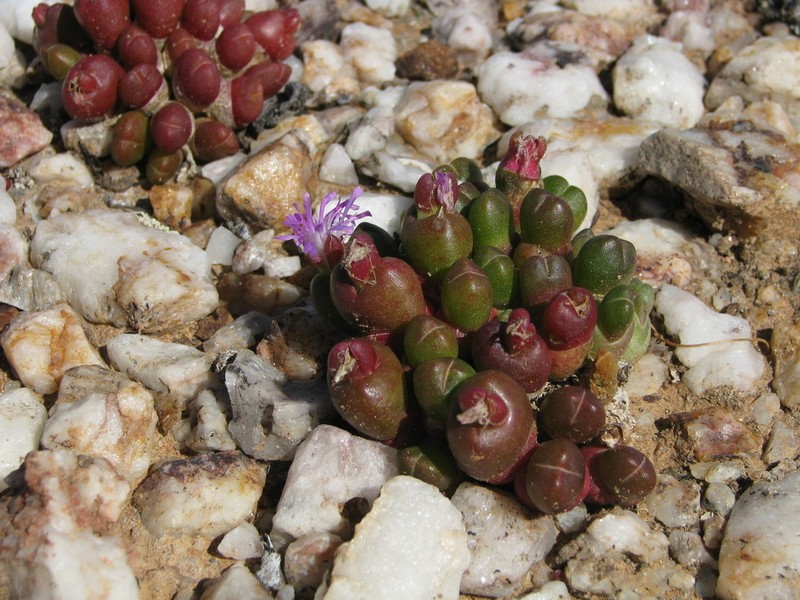 Oophytum nanum photo 7