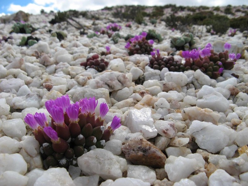 Oophytum oviforme photo 2