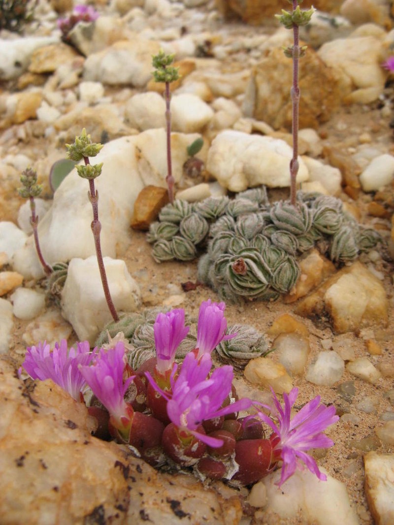 Oophytum oviforme photo 3