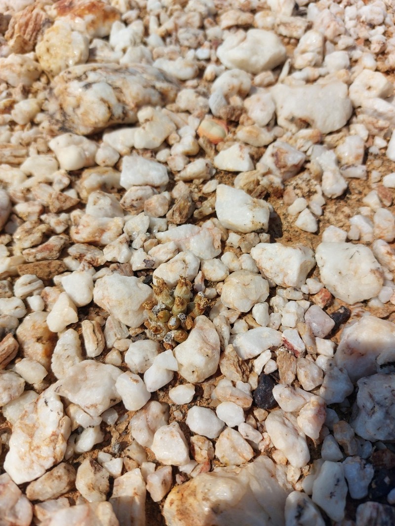 Oophytum oviforme photo 5