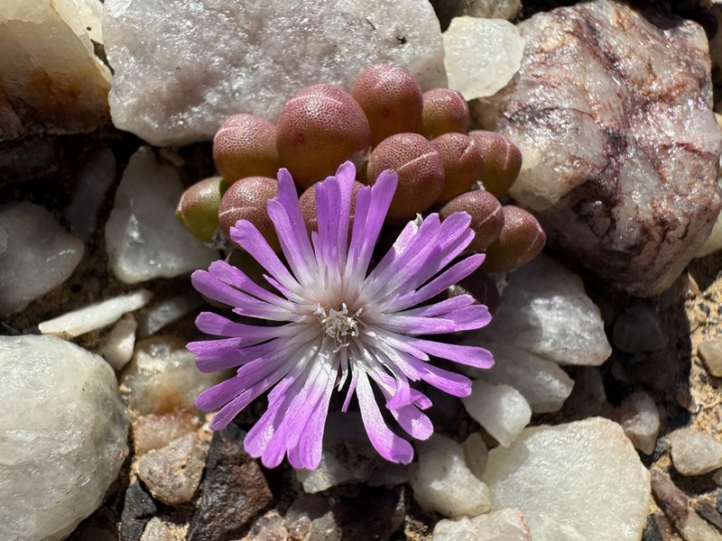 Oophytum oviforme photo 6