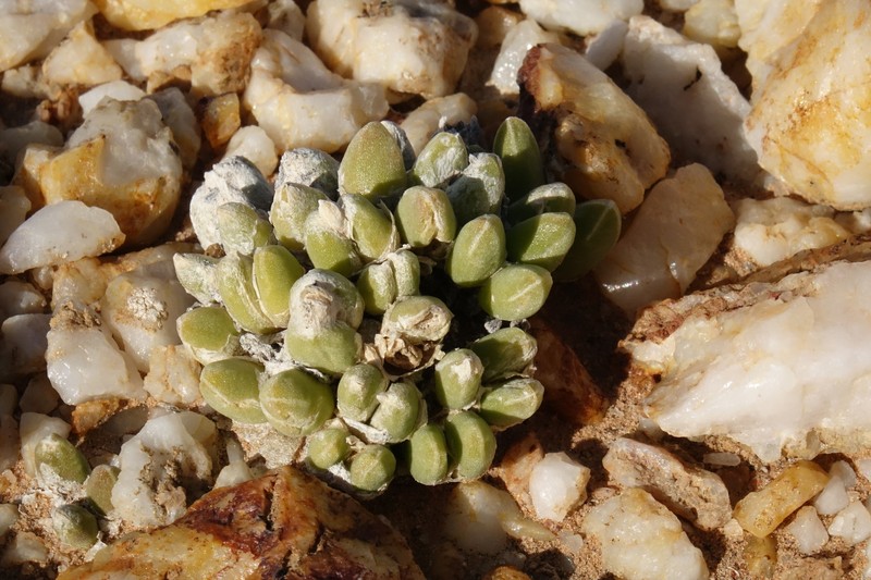 Oophytum oviforme photo 7