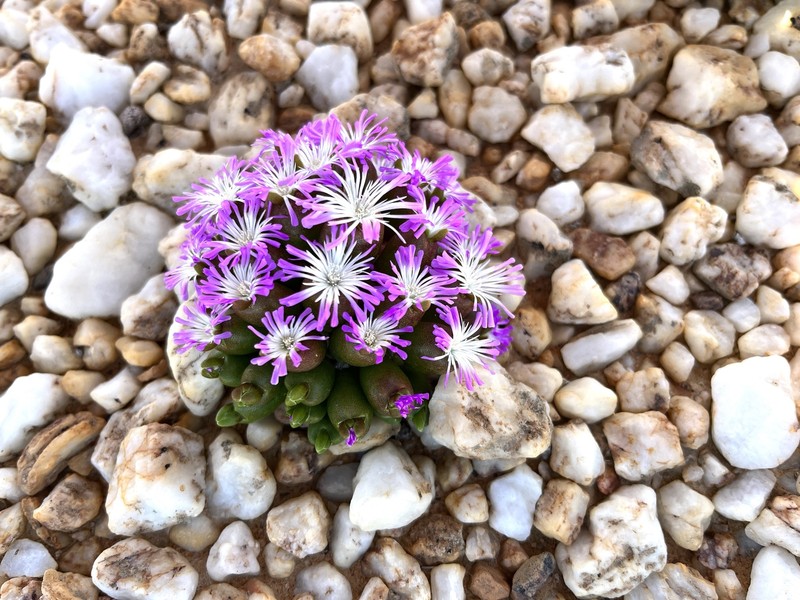 Oophytum oviforme photo 8
