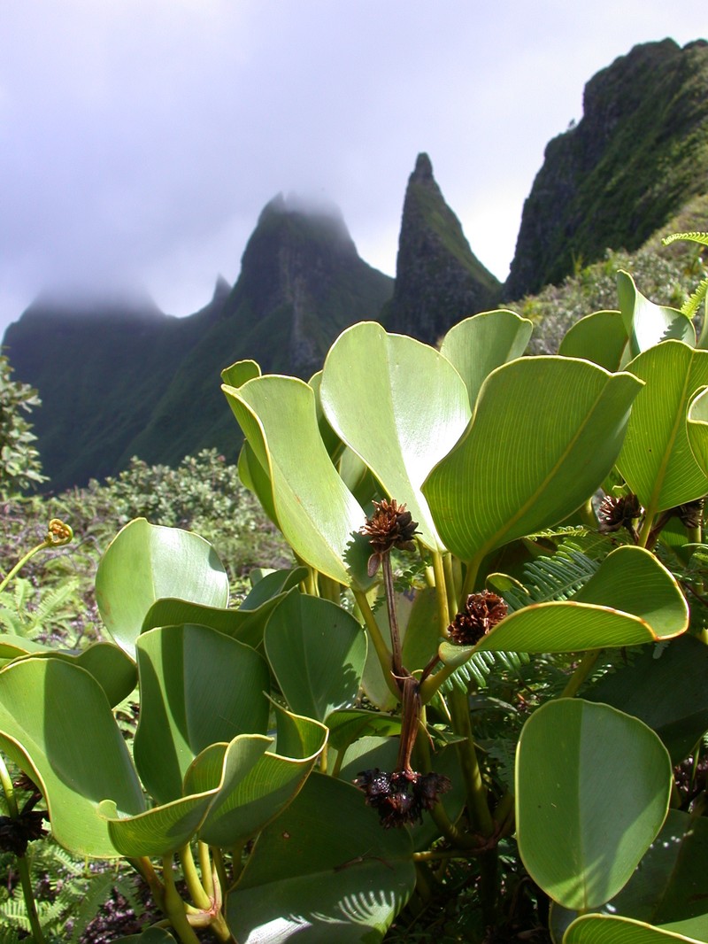 Oparanthus coriaceus photo 2