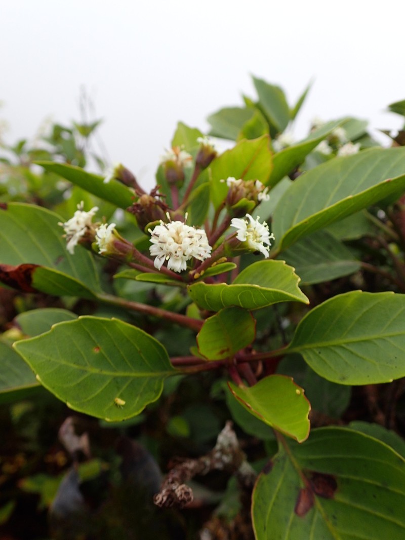 Oparanthus hivoanus photo 2