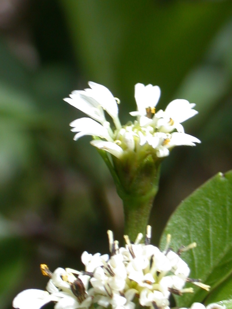 Oparanthus hivoanus photo 3