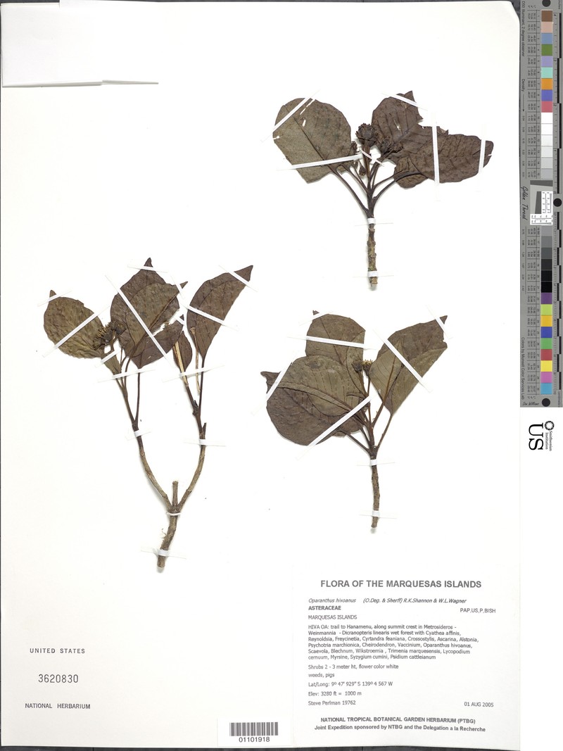 Oparanthus hivoanus photo 5