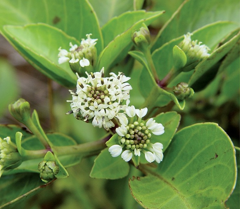Oparanthus hivoanus