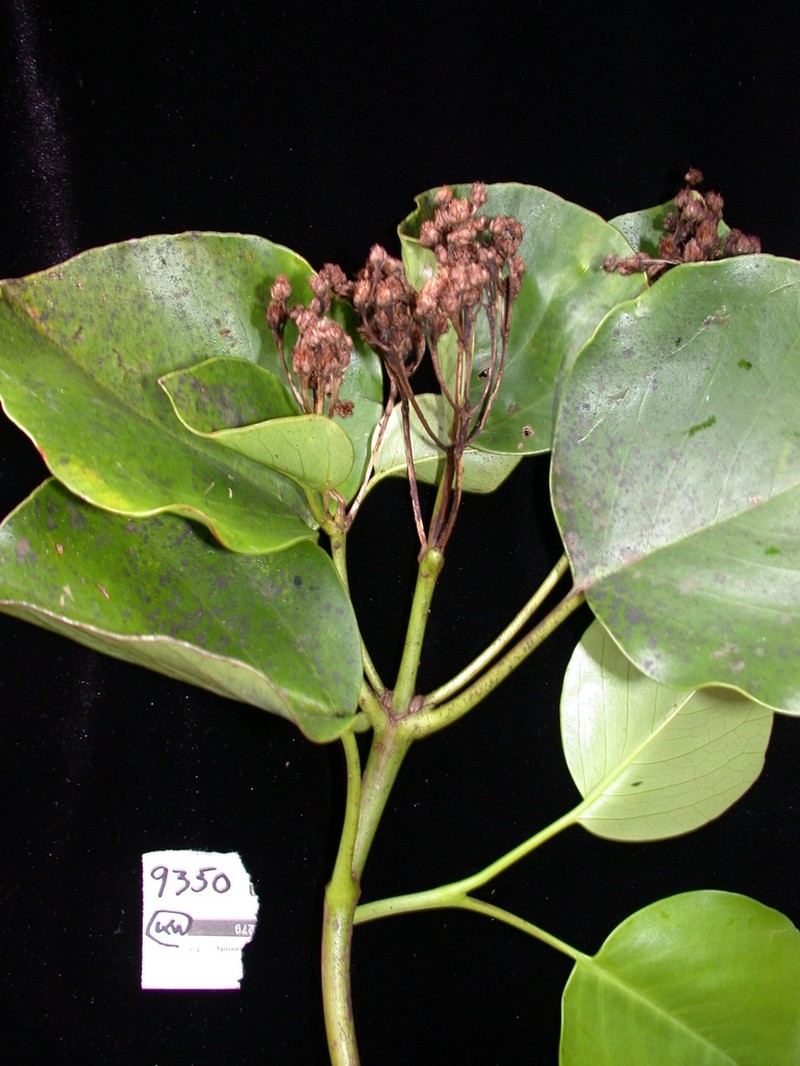 Oparanthus rapensis
