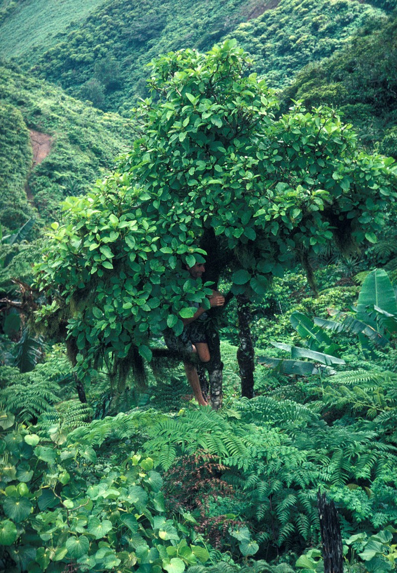 Oparanthus teikiteetinii photo 2