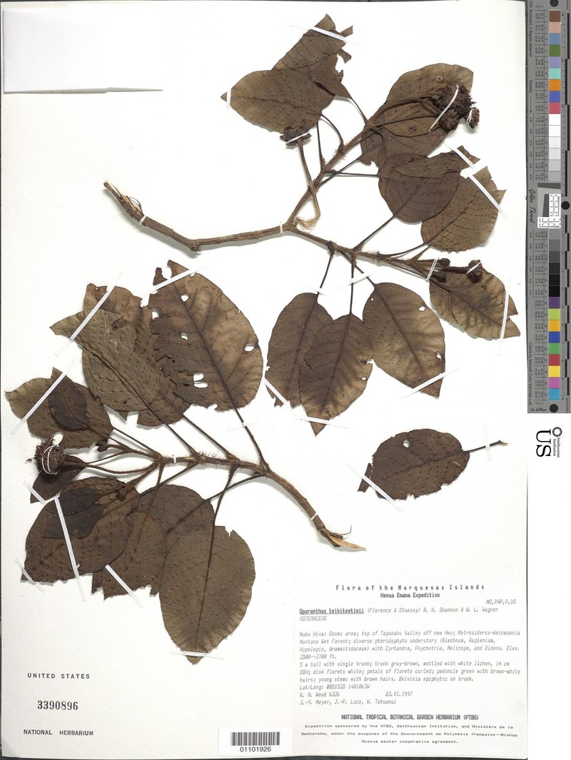 Oparanthus teikiteetinii photo 4
