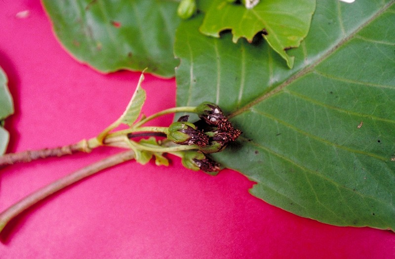 Oparanthus tiva photo 2