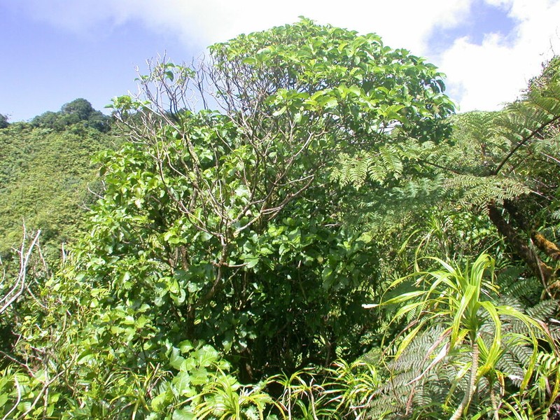 Oparanthus tiva photo 3