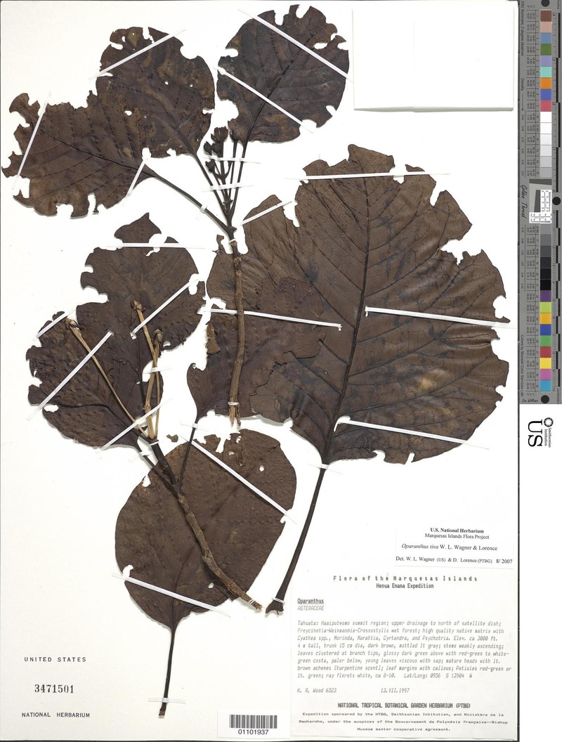 Oparanthus tiva photo 6