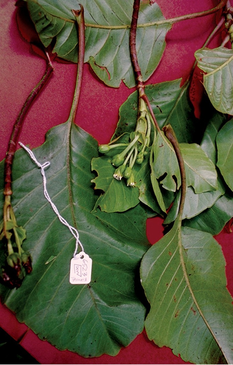Oparanthus tiva